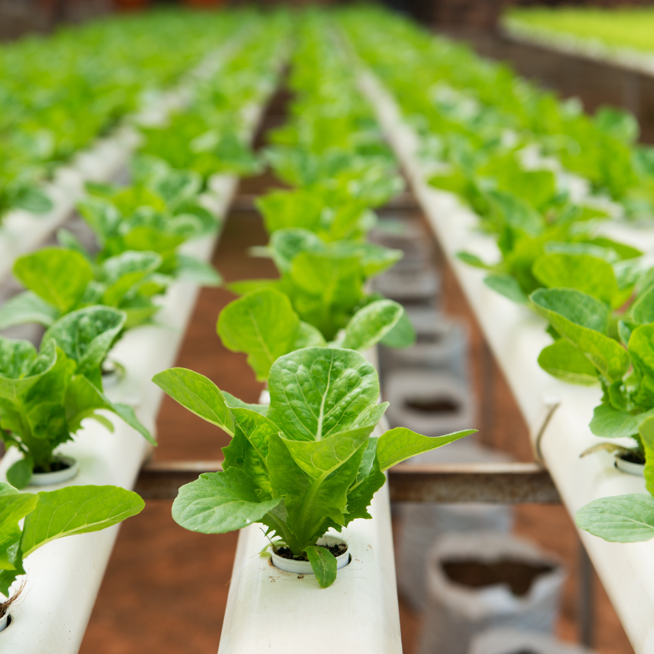 Hydroponics